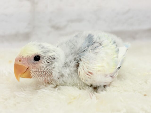 【最新画像更新🪄】真っ白でふんわりクリーミー🐣🧁💛コザクラインコ(ブルーオパーリンパイド) ヒナ コザクラインコ(小桜インコ)