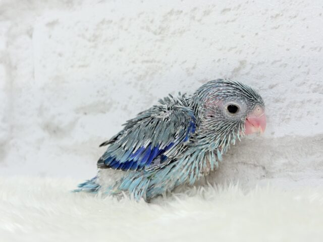 小粒っ子ベイビー🐣💙マメルリハ(ブルー) ヒナ マメルリハ