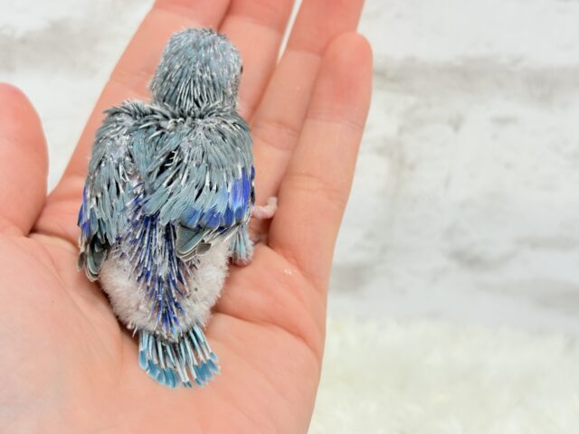 小粒っ子ベイビー🐣💙マメルリハ(ブルー) ヒナ マメルリハ