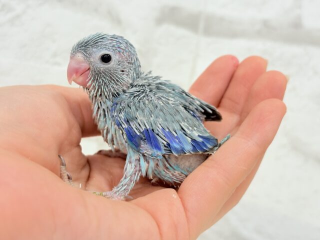 小粒っ子ベイビー🐣💙マメルリハ(ブルー) ヒナ マメルリハ
