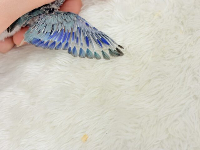 小粒っ子ベイビー🐣💙マメルリハ(ブルー) ヒナ マメルリハ