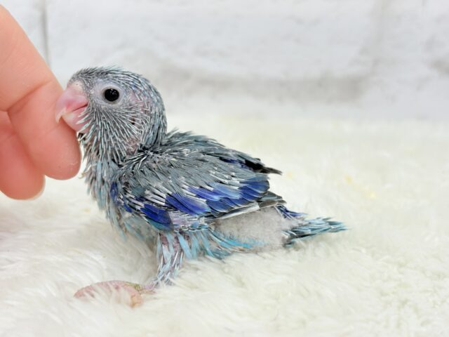 小粒っ子ベイビー🐣💙マメルリハ(ブルー) ヒナ マメルリハ