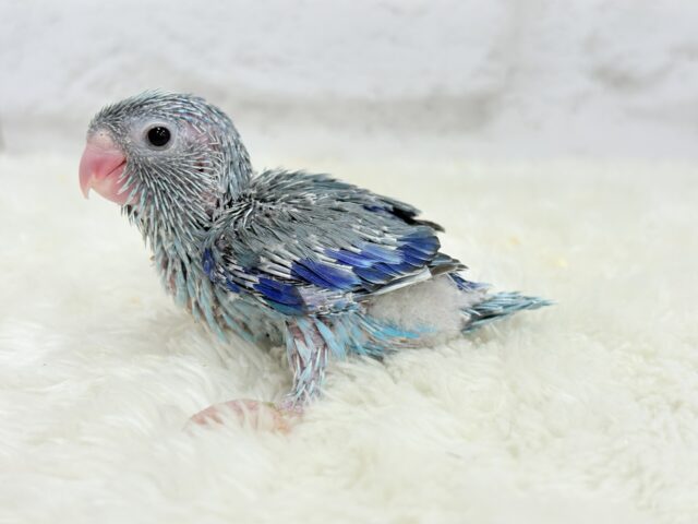 小粒っ子ベイビー🐣💙マメルリハ(ブルー) ヒナ マメルリハ