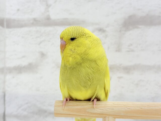 【動画更新🪄ひとり餌になりました☆】お花みたいな背中の模様🌼💚ジャンボセキセイインコ(スパングルパイド) ヒナ ジャンボセキセイインコ