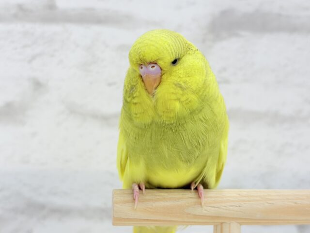【動画更新🪄ひとり餌になりました☆】お花みたいな背中の模様🌼💚ジャンボセキセイインコ(スパングルパイド) ヒナ ジャンボセキセイインコ