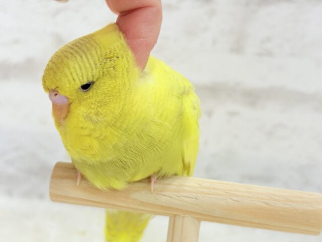 【動画更新🪄ひとり餌になりました☆】お花みたいな背中の模様🌼💚ジャンボセキセイインコ(スパングルパイド) ヒナ ジャンボセキセイインコ