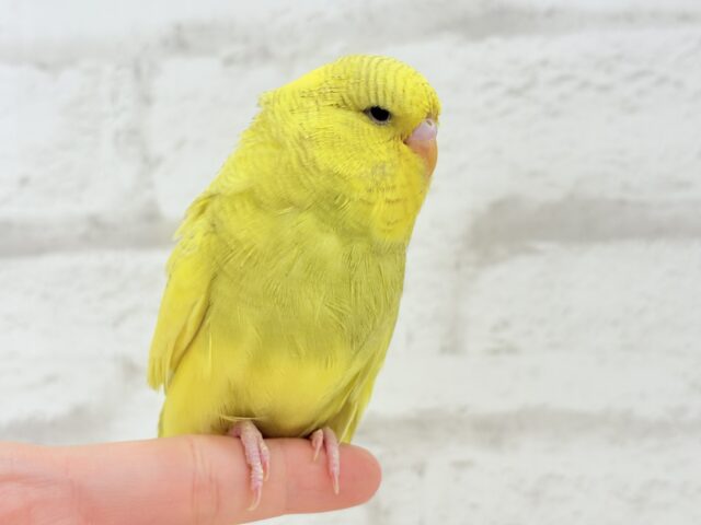 【動画更新🪄ひとり餌になりました☆】お花みたいな背中の模様🌼💚ジャンボセキセイインコ(スパングルパイド) ヒナ ジャンボセキセイインコ