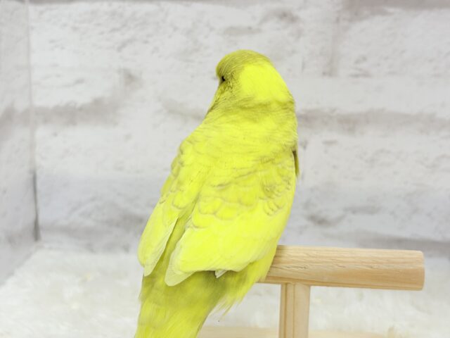 【動画更新🪄ひとり餌になりました☆】お花みたいな背中の模様🌼💚ジャンボセキセイインコ(スパングルパイド) ヒナ ジャンボセキセイインコ