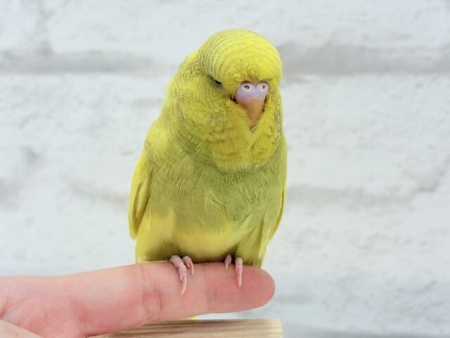 【動画更新🪄ひとり餌になりました☆】お花みたいな背中の模様🌼💚ジャンボセキセイインコ(スパングルパイド) ヒナ ジャンボセキセイインコ