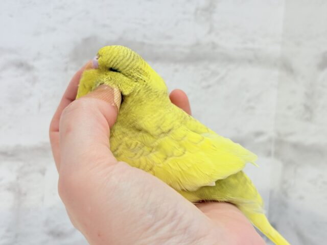 【動画更新🪄ひとり餌になりました☆】お花みたいな背中の模様🌼💚ジャンボセキセイインコ(スパングルパイド) ヒナ ジャンボセキセイインコ