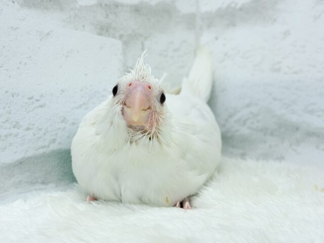 【最新画像更新🪄】純白天使がやって来た🐥🍼🤍オカメインコ(ピュアホワイト) ヒナ オカメインコ