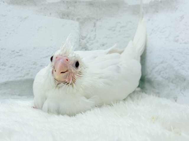 オカメインコ