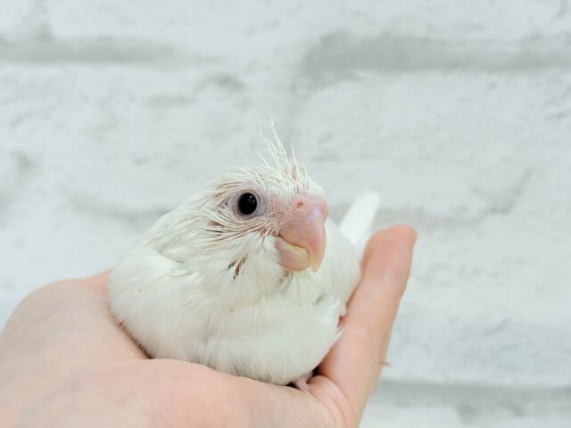 【最新画像更新🪄】純白天使がやって来た🐥🍼🤍オカメインコ(ピュアホワイト) ヒナ オカメインコ