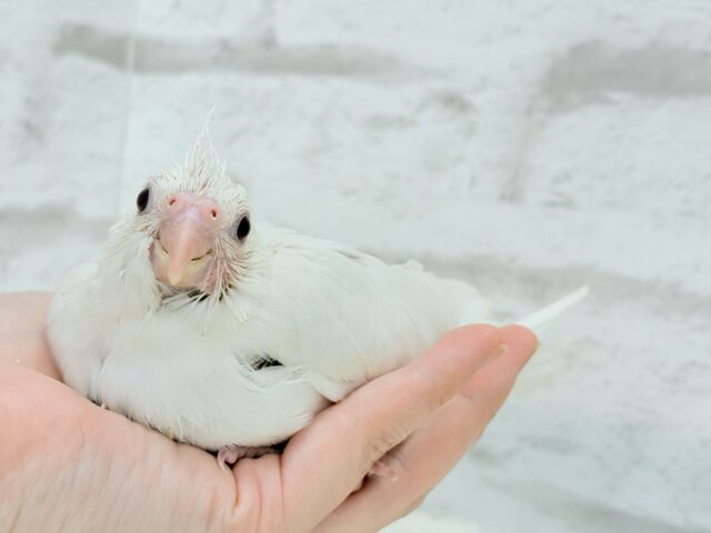【最新画像更新🪄】純白天使がやって来た🐥🍼🤍オカメインコ(ピュアホワイト) ヒナ オカメインコ