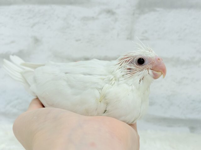 【最新画像更新🪄】純白天使がやって来た🐥🍼🤍オカメインコ(ピュアホワイト) ヒナ オカメインコ