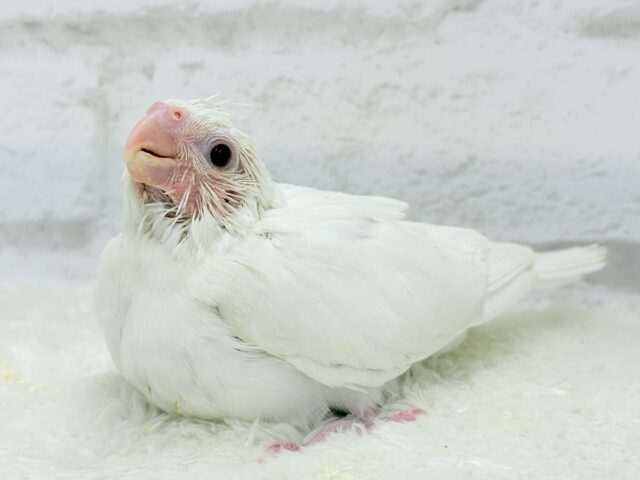 【最新画像更新🪄】純白天使がやって来た🐥🍼🤍オカメインコ(ピュアホワイト) ヒナ オカメインコ