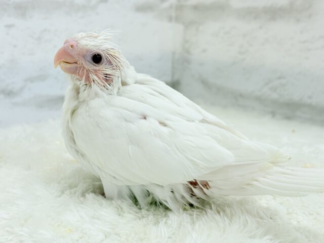 オカメインコ