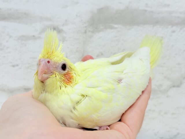 【最新画像更新🪄】もっこ〜りふわふわちゃん🐣🫧オカメインコ(ルチノーパール) ヒナ オカメインコ