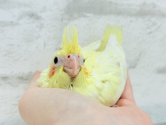 【最新画像更新🪄】もっこ〜りふわふわちゃん🐣🫧オカメインコ(ルチノーパール) ヒナ オカメインコ
