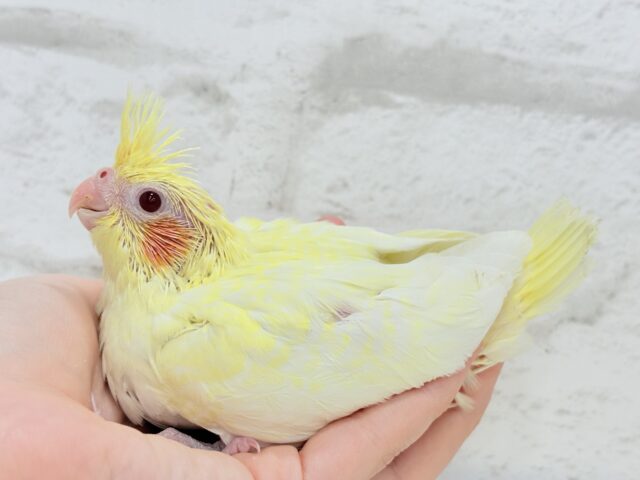 【最新画像更新🪄】もっこ〜りふわふわちゃん🐣🫧オカメインコ(ルチノーパール) ヒナ オカメインコ