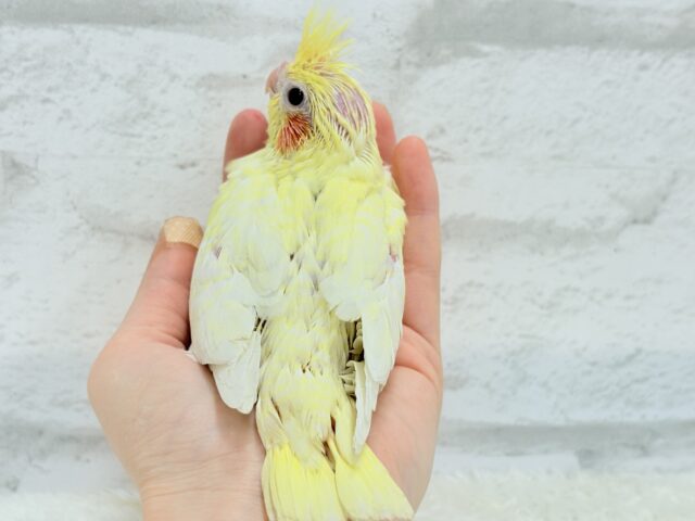 オカメインコ