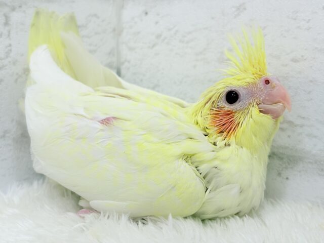 オカメインコ