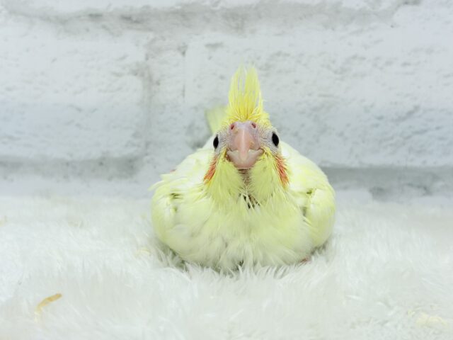 【最新画像更新🪄】もっこ〜りふわふわちゃん🐣🫧オカメインコ(ルチノーパール) ヒナ オカメインコ
