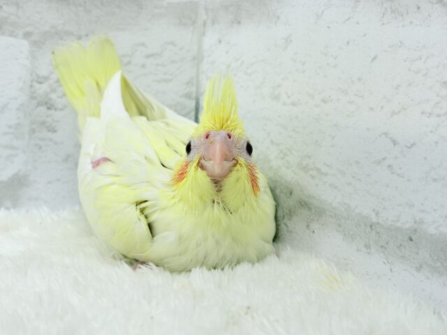 オカメインコ