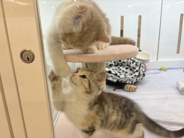 ブリティッシュショートヘア