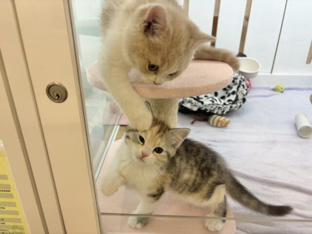 ブリティッシュショートヘア