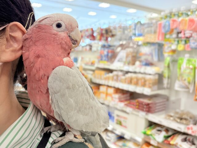 【動画更新🪄】ずっしりもっちりもちもちモモちゃん🍑💖モモイロインコ(ノーマル) 男の子 モモイロインコ