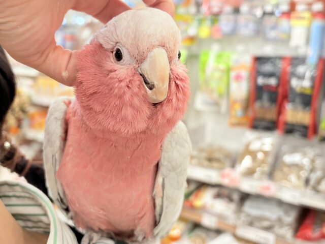 【動画更新🪄】ずっしりもっちりもちもちモモちゃん🍑💖モモイロインコ(ノーマル) 男の子 モモイロインコ