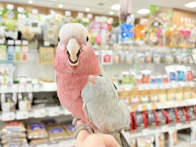 【動画更新🪄】ずっしりもっちりもちもちモモちゃん🍑💖モモイロインコ(ノーマル) 男の子 モモイロインコ