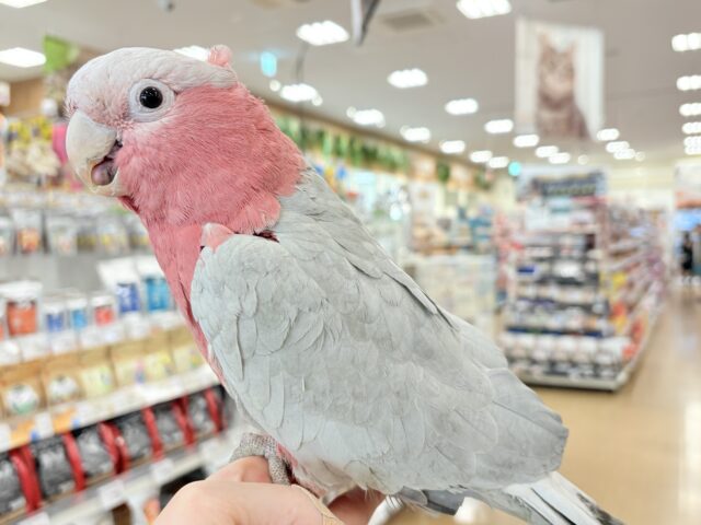 【動画更新🪄】ずっしりもっちりもちもちモモちゃん🍑💖モモイロインコ(ノーマル) 男の子 モモイロインコ