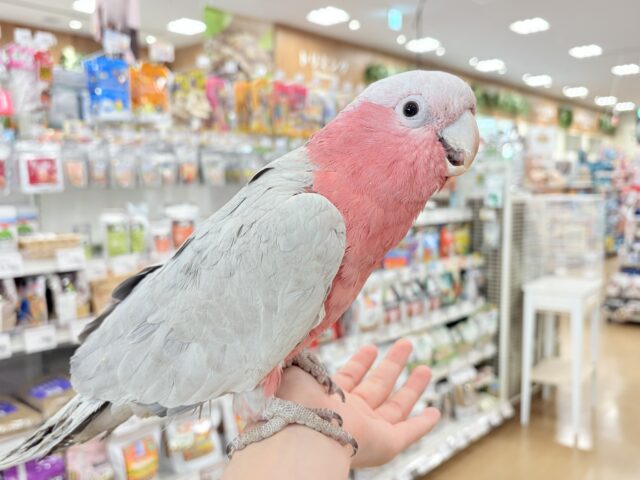 【動画更新🪄】ずっしりもっちりもちもちモモちゃん🍑💖モモイロインコ(ノーマル) 男の子 モモイロインコ