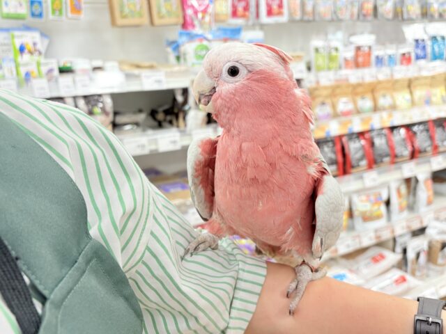 【動画更新🪄】ずっしりもっちりもちもちモモちゃん🍑💖モモイロインコ(ノーマル) 男の子 モモイロインコ