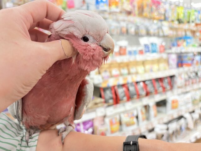【動画更新🪄】ずっしりもっちりもちもちモモちゃん🍑💖モモイロインコ(ノーマル) 男の子 モモイロインコ