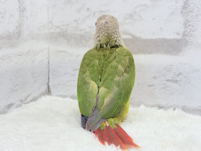 【最新画像更新🪄ひとり餌になりました☆】南国育ちのフレッシュ果実🐣🍍💖ウロコインコ(パイナップル) ヒナ ホオミドリウロコインコ