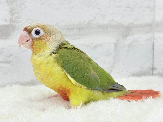 【最新画像更新🪄ひとり餌になりました☆】南国育ちのフレッシュ果実🐣🍍💖ウロコインコ(パイナップル) ヒナ ホオミドリウロコインコ