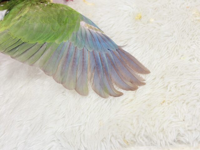 【最新画像更新🪄ひとり餌になりました☆】南国育ちのフレッシュ果実🐣🍍💖ウロコインコ(パイナップル) ヒナ ホオミドリウロコインコ