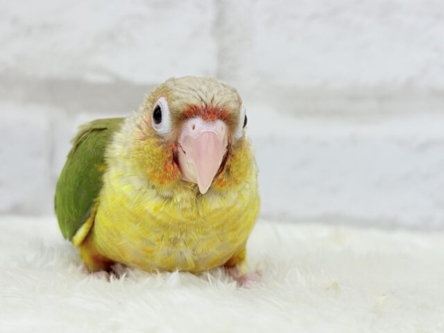 【最新画像更新🪄ひとり餌になりました☆】南国育ちのフレッシュ果実🐣🍍💖ウロコインコ(パイナップル) ヒナ ホオミドリウロコインコ