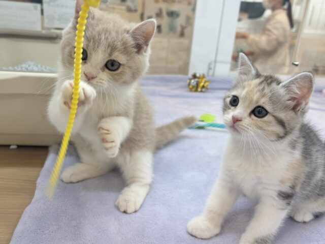 ブリティッシュショートヘア
