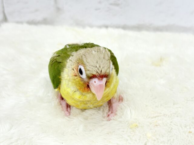 【最新画像更新🪄ひとり餌になりました☆】南国育ちのフレッシュ果実🐣🍍💖ウロコインコ(パイナップル) ヒナ ホオミドリウロコインコ