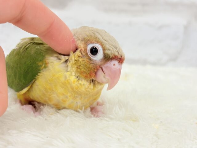 【最新画像更新🪄ひとり餌になりました☆】南国育ちのフレッシュ果実🐣🍍💖ウロコインコ(パイナップル) ヒナ ホオミドリウロコインコ