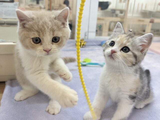 ブリティッシュショートヘア