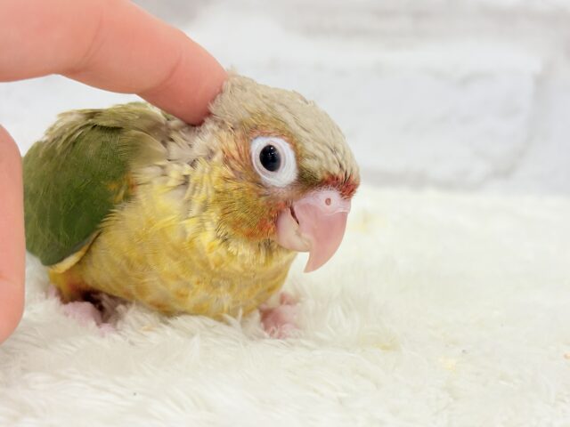 【最新画像更新🪄ひとり餌になりました☆】南国育ちのフレッシュ果実🐣🍍💖ウロコインコ(パイナップル) ヒナ ホオミドリウロコインコ