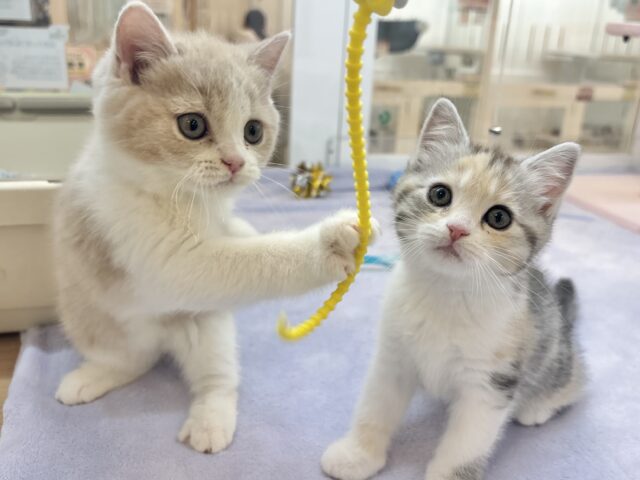 ブリティッシュショートヘア