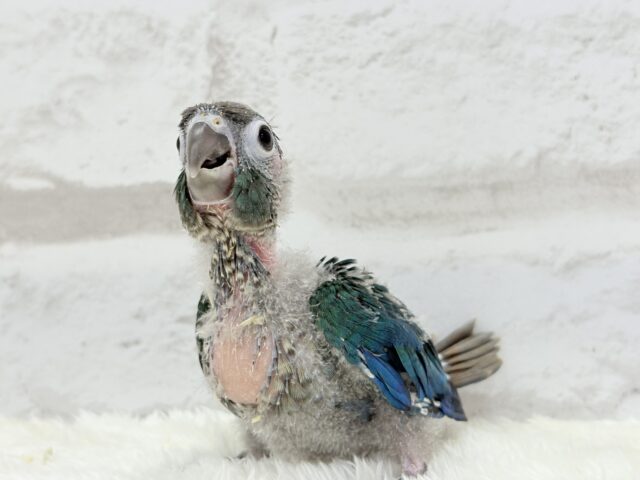 【最新画像・動画更新🪄】ツヤツヤキラキラ✨宝石みたいなわた毛ちゃん🐣💎💫ウロコインコ(バイオレット) ヒナ ホオミドリウロコインコ