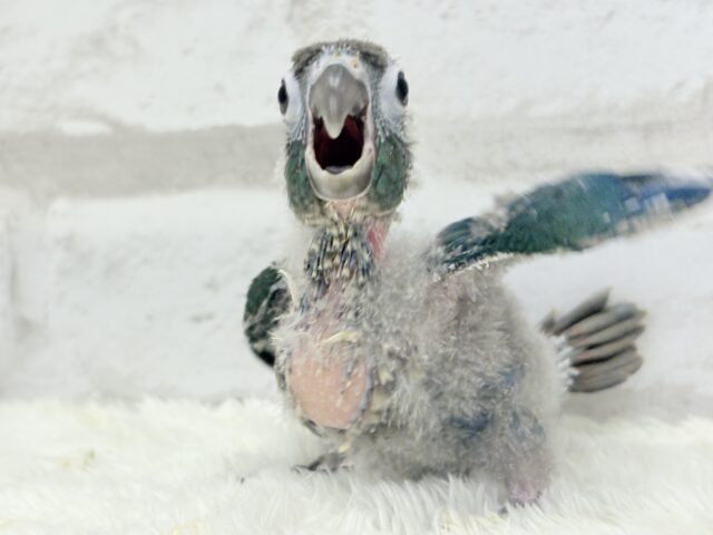 【最新画像・動画更新🪄】ツヤツヤキラキラ✨宝石みたいなわた毛ちゃん🐣💎💫ウロコインコ(バイオレット) ヒナ ホオミドリウロコインコ