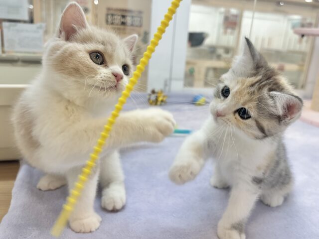 ブリティッシュショートヘア